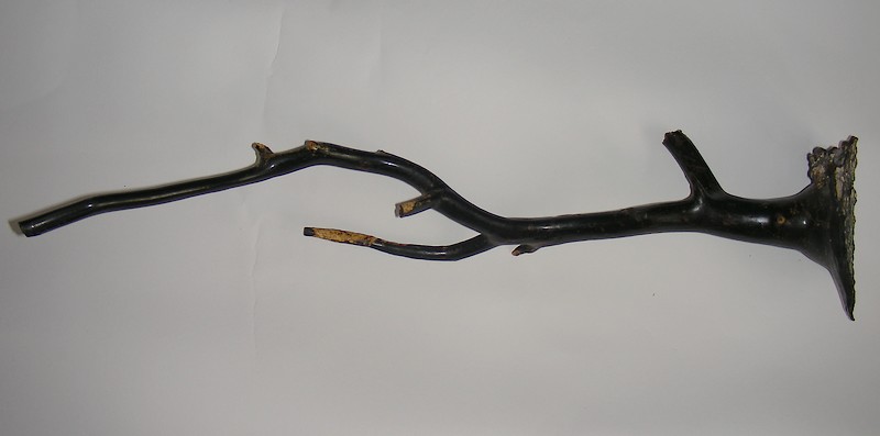 corallo nero Scilla e Simnia