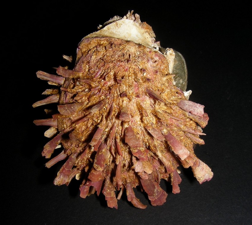 Spondylus gaederopus L. 1758 e sue varianti