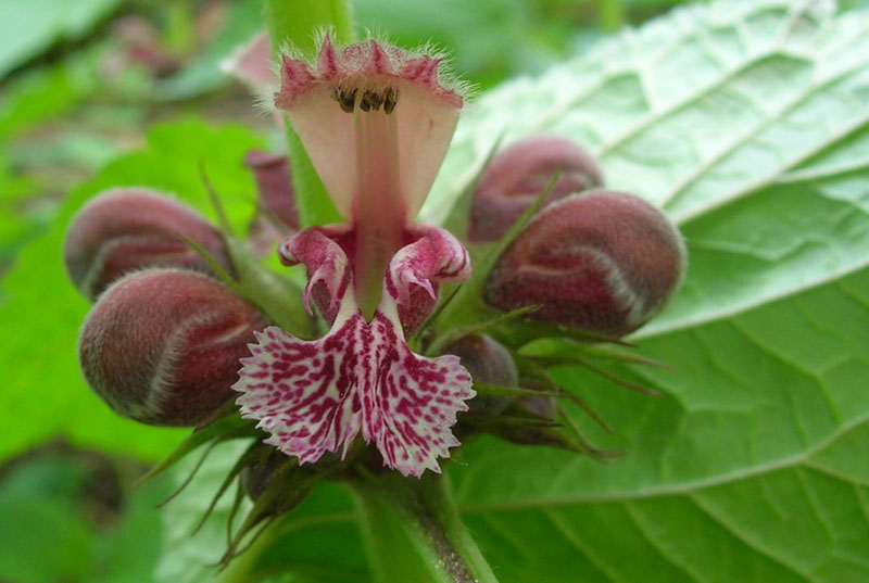 Lamium orvala / Falsa ortica maggiore