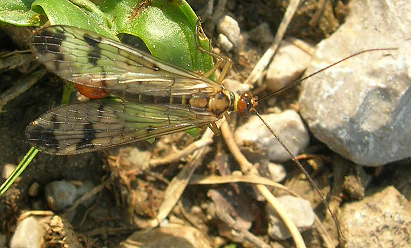 Panorpa gr. cognata
