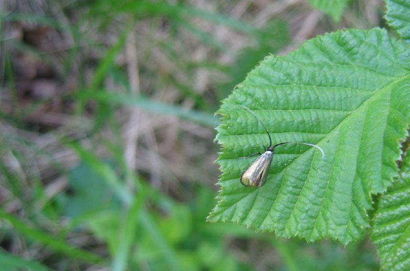 Adela reaumurella (f.) - Adelidae..........dal Trentino