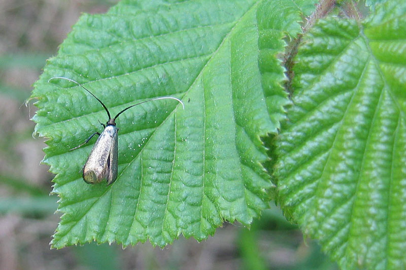 Adela reaumurella (f.) - Adelidae..........dal Trentino