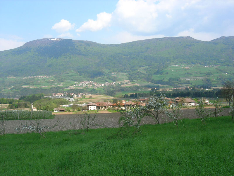 Panorpa gr. cognata