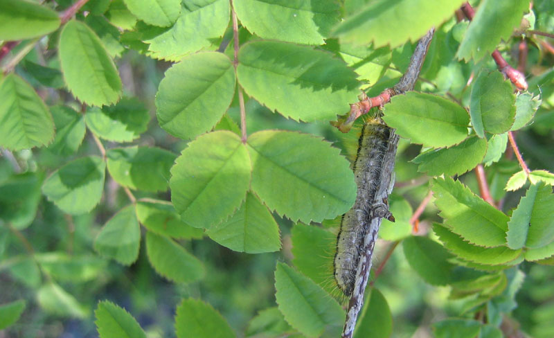 bruco: Aporia crataegi - Pieridae....dal Trentino