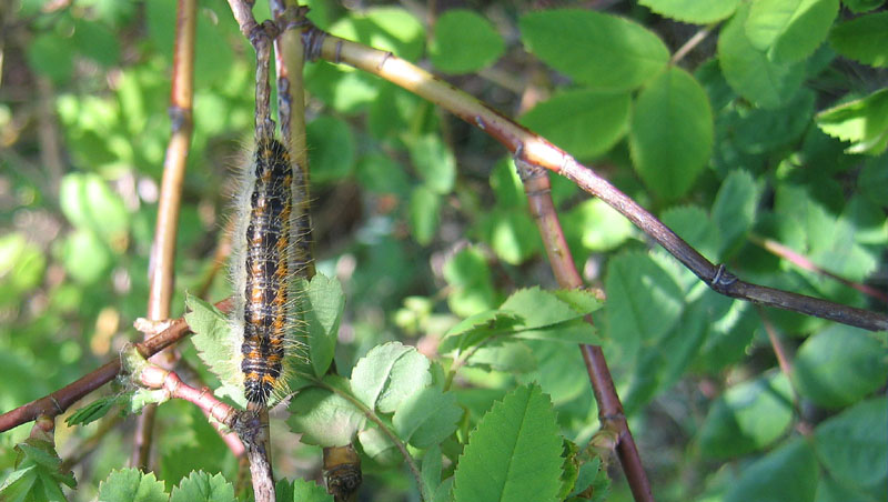 bruco: Aporia crataegi - Pieridae....dal Trentino