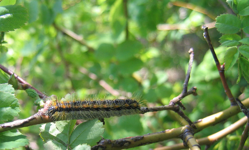 bruco: Aporia crataegi - Pieridae....dal Trentino