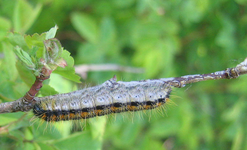 bruco: Aporia crataegi - Pieridae....dal Trentino