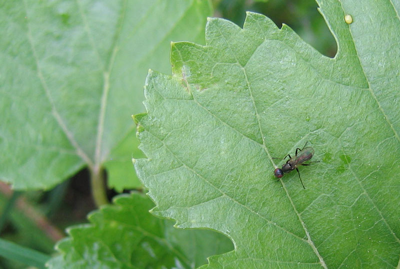 Nemopoda sp.