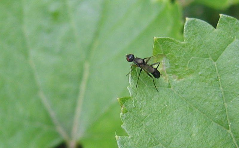 Nemopoda sp.
