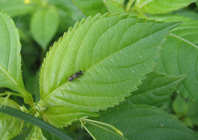 Piccolo Crabronidae nero