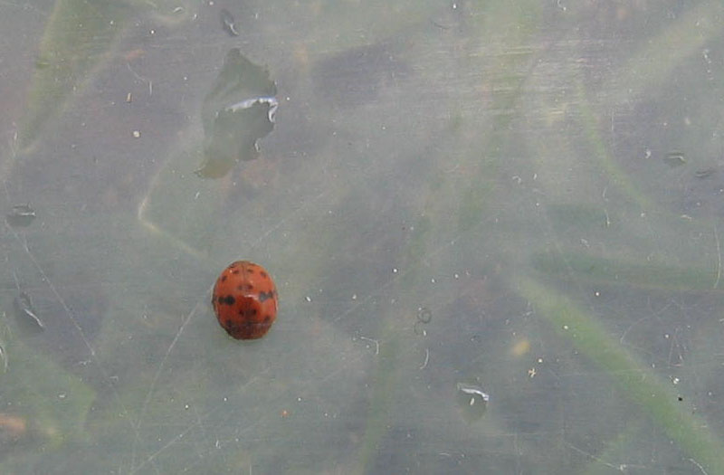 Coccinellidae....Subcoccinella vigintiquatuorpunctata