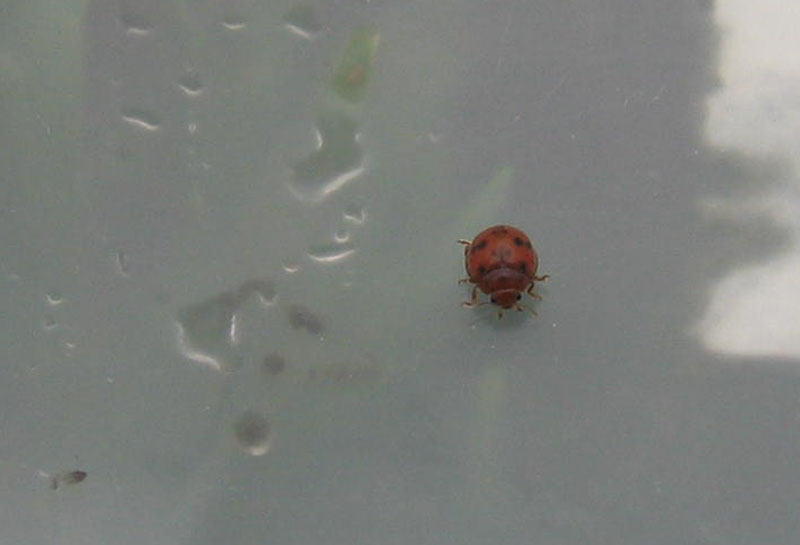 Coccinellidae....Subcoccinella vigintiquatuorpunctata