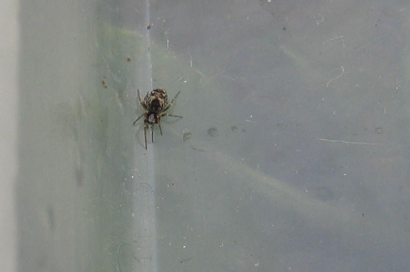 Dictyna sp.