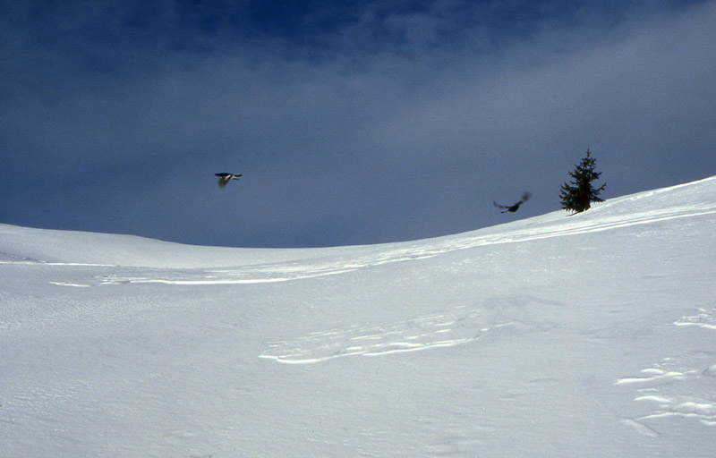 21 novembre 2008....prima ciaspolata