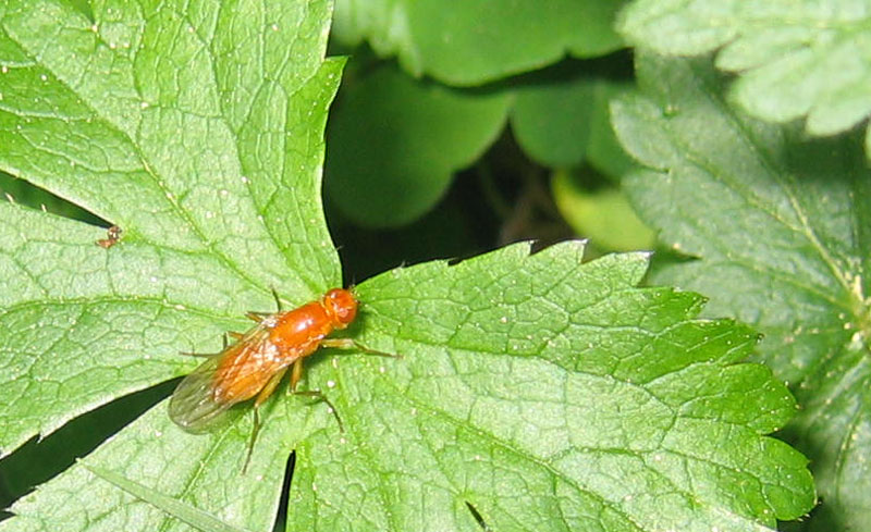Psilidae sp.(Psila o Psilosoma)....dal Trentino