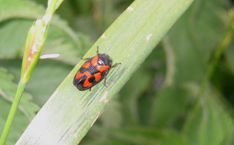 Cercopis vulnerata