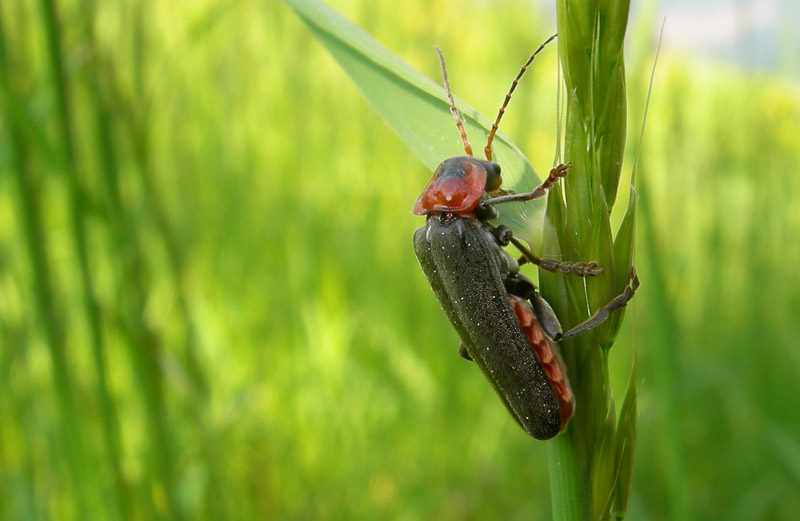 Cantharidae: Cantharis fusca