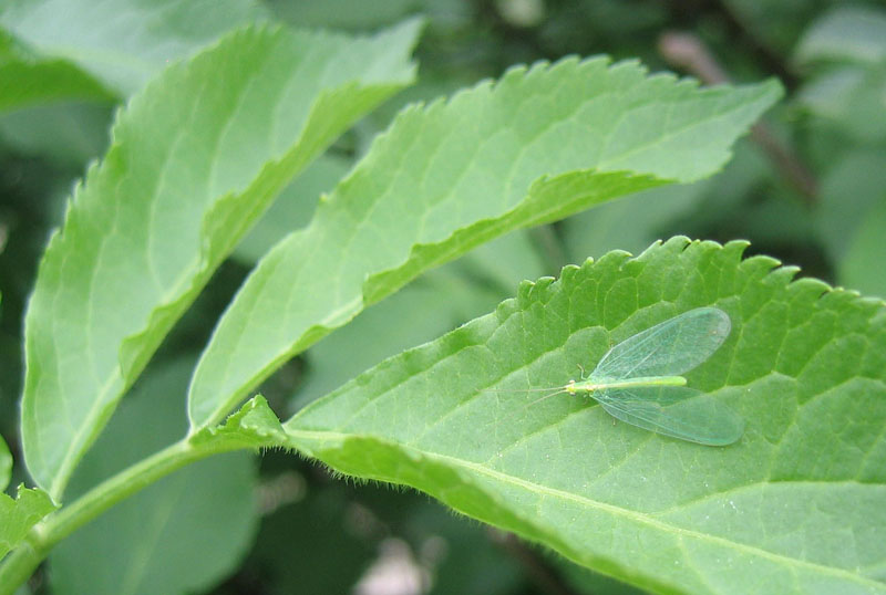 Chrysoperla sp.