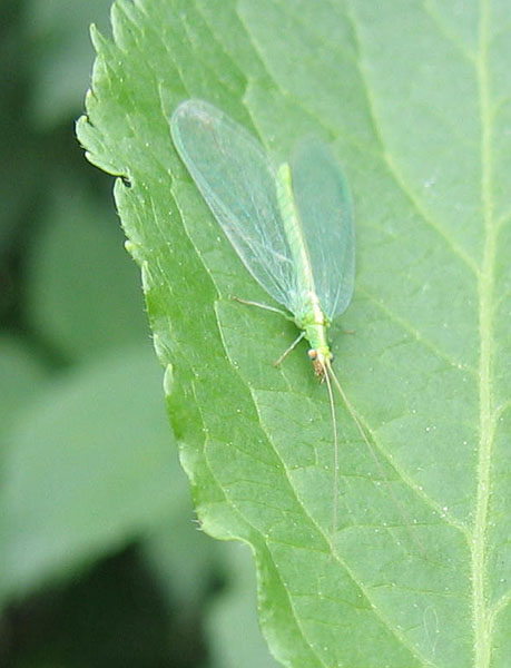 Chrysoperla sp.