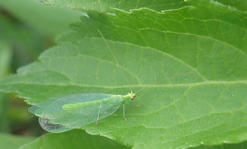 Chrysoperla sp.