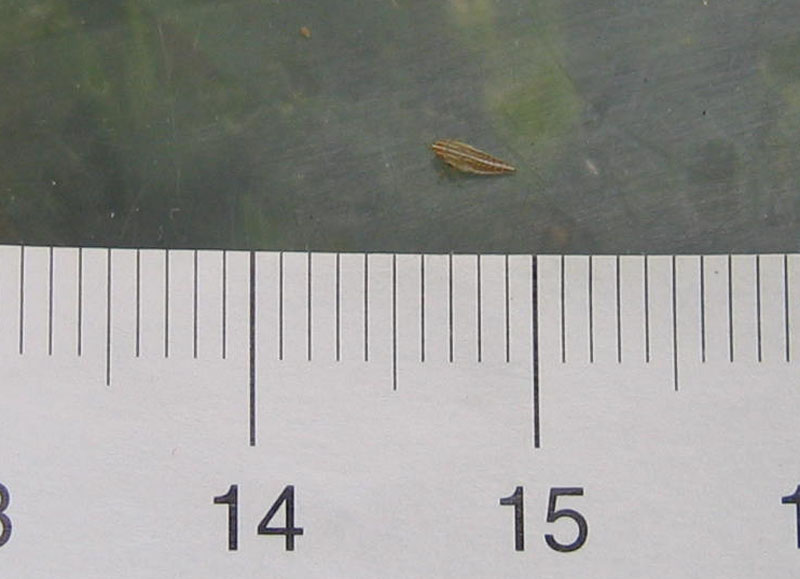 ninfa di Deltocephalinae......Jassargus sp.
