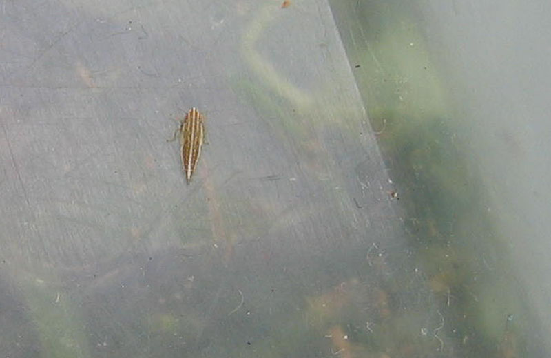 ninfa di Deltocephalinae......Jassargus sp.
