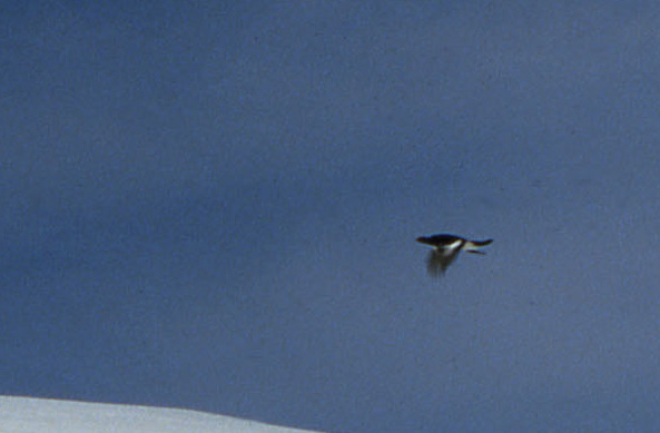 21 novembre 2008....prima ciaspolata