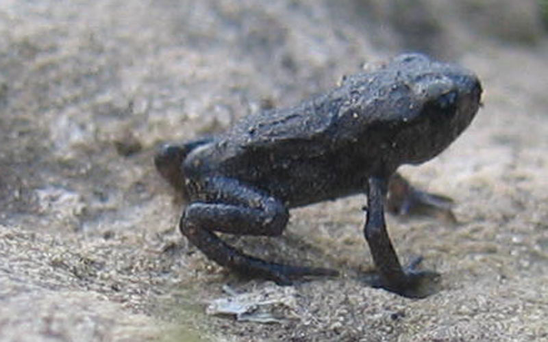 anfibio piccolissimo... Bufo bufo