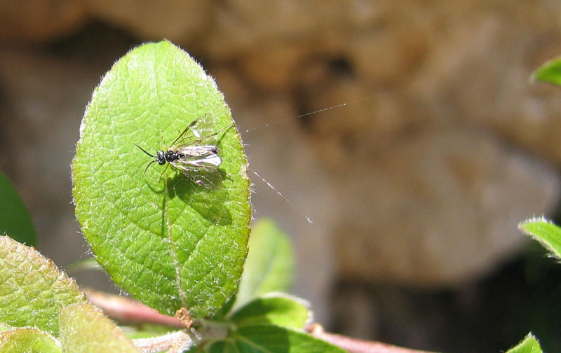 Tenthredinidae: forse Pontonia sp.