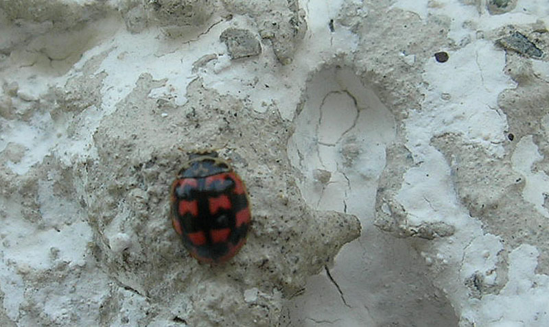 coccinella? Oenopia conglobata