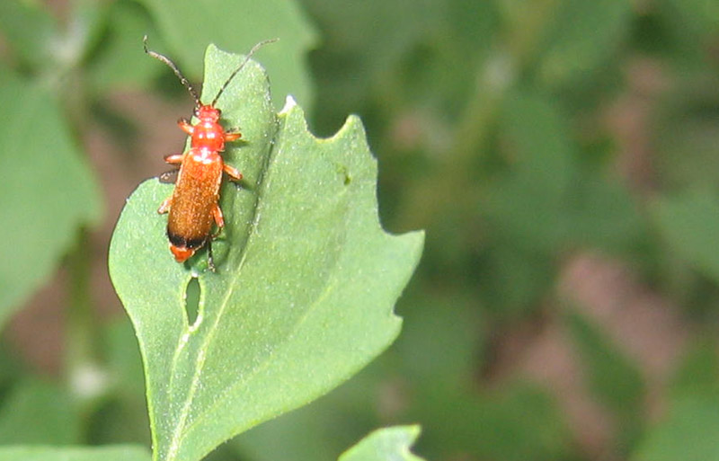 da determinare...Rhagonycha fulva (Cantharidae)