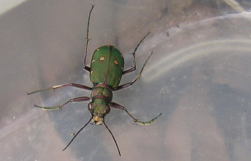 da determinare.......Cicindela campestris