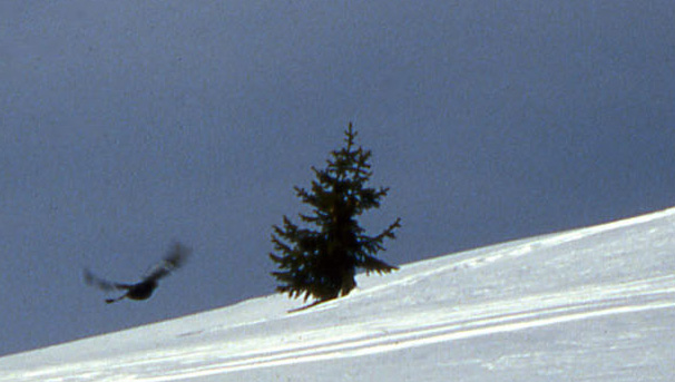 21 novembre 2008....prima ciaspolata