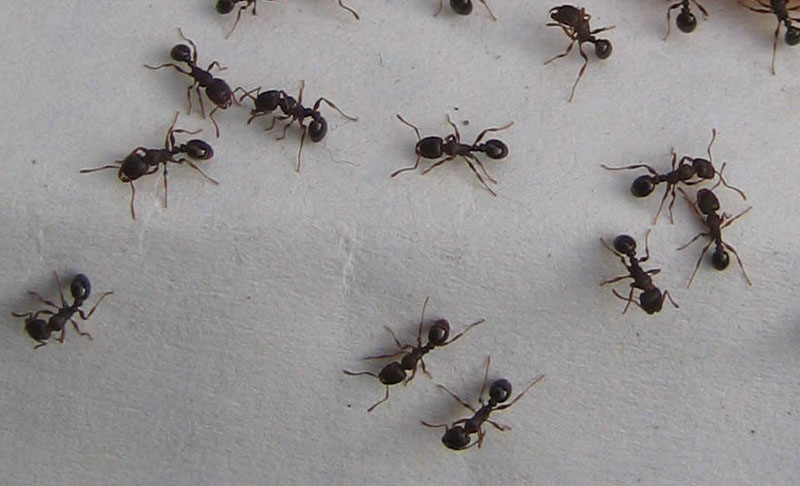 formiche: Tetramorium sp- (Formicidae)
