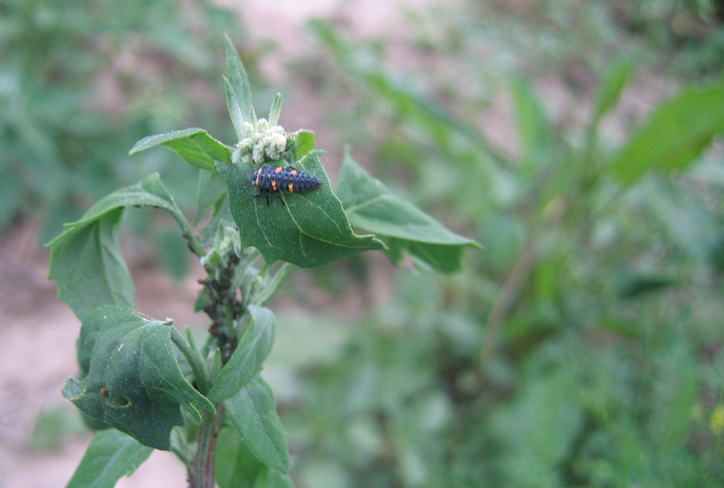 Coccinella septempunctata