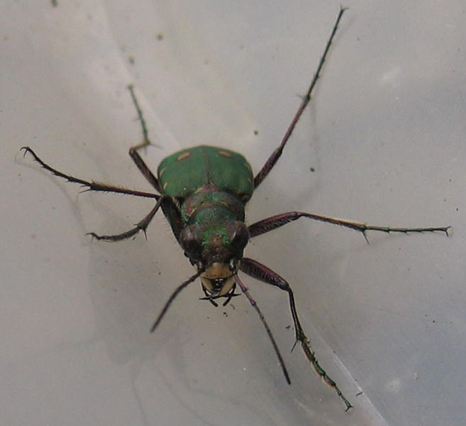 da determinare.......Cicindela campestris