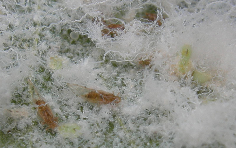 Psyllidae........