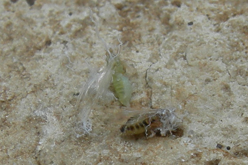 Psyllidae........