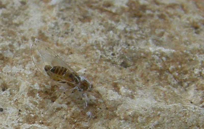 Psyllidae........