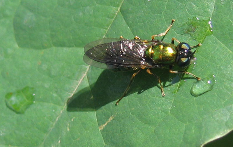 Chloromyia formosa F (Stratiomyidae).