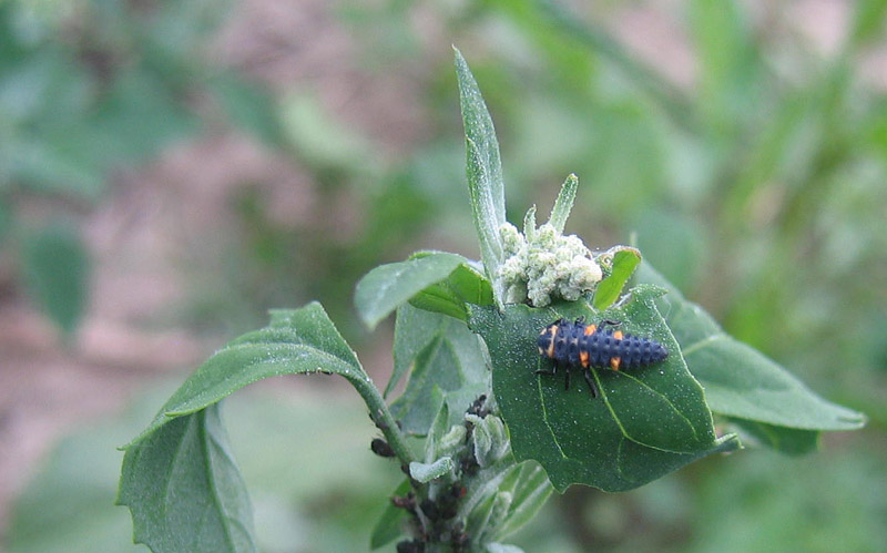 Coccinella septempunctata