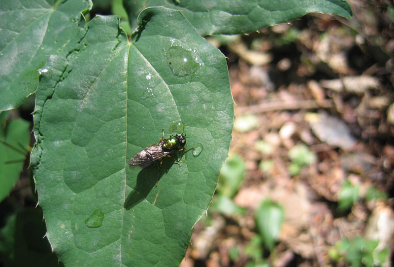 Chloromyia formosa F (Stratiomyidae).