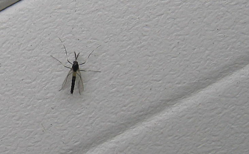 da determinare..... Chironomidae