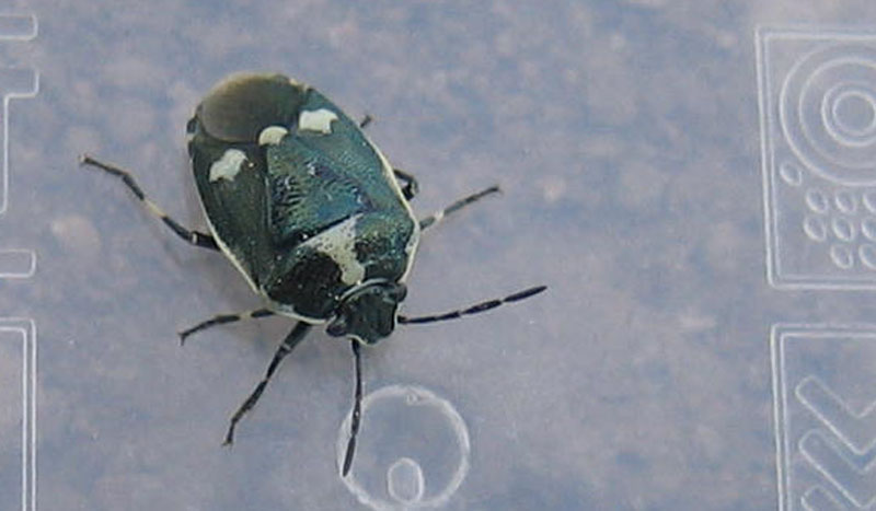Pentatomidae: Eurydema oleracea del Trentino