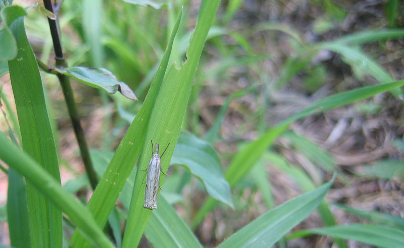 Crambus lathoniellus - Crambidae....dal Trentino