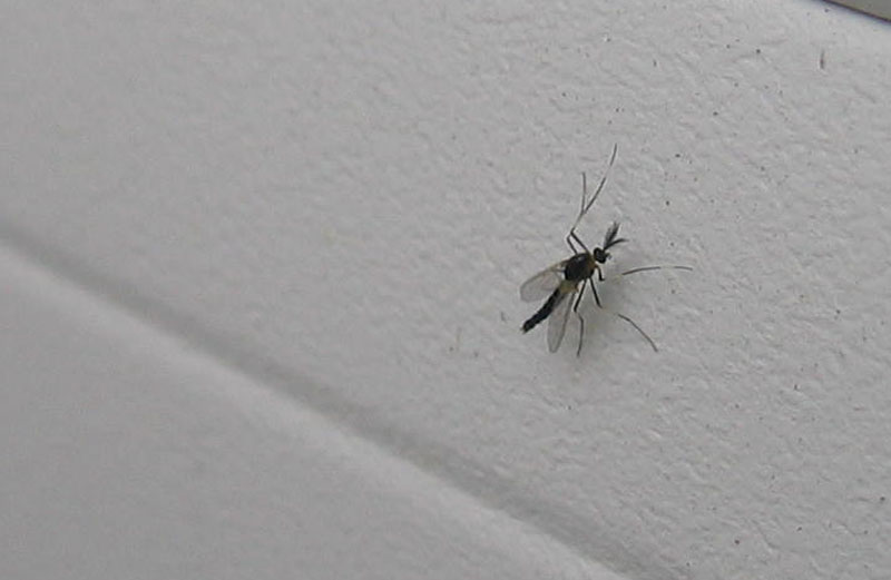 da determinare..... Chironomidae