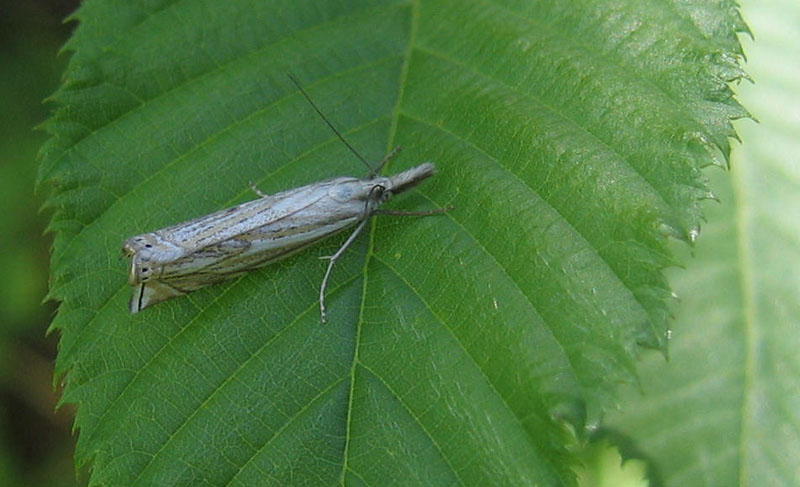 Crambus lathoniellus - Crambidae....dal Trentino