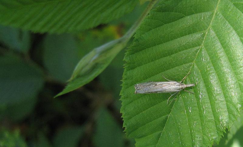 Crambus lathoniellus - Crambidae....dal Trentino