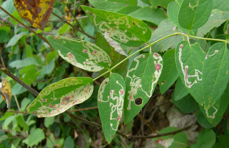 Larva di Semidalis sp.