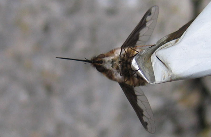 Bombylius major ♂ (Bombyliidae)